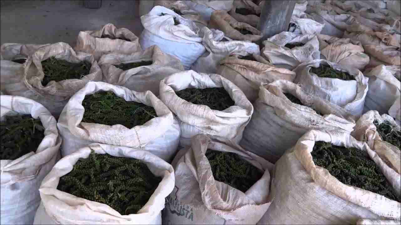 Colheita e Beneficiamento da Pimenta-do-reino