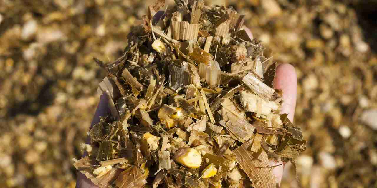 Uso de Forno Micro-ondas para Medida da Matéria Seca de Volumosos In Natura