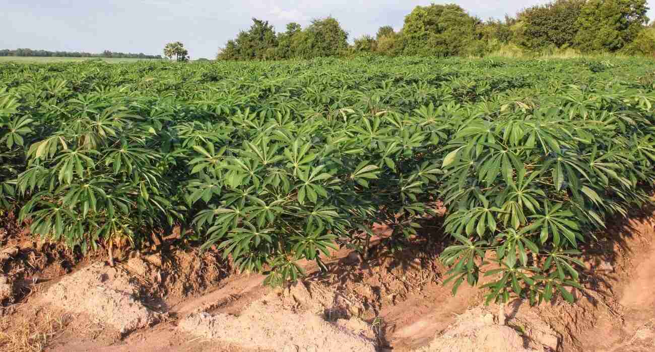 Calagem e Adubação para a Cultura da Mandioca