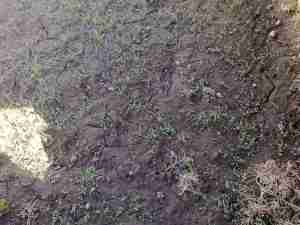 Adubar Sem Incorporar e Sem Chuva: Prejudica Sua Lavoura?