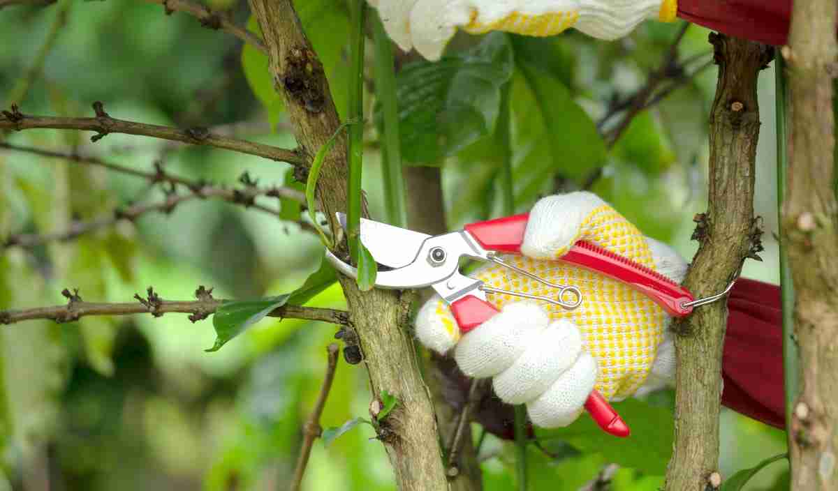 PRODUTIVIDADE DO CAFÉ CONILON INFLUENCIADA POR TIPOS DE PODA