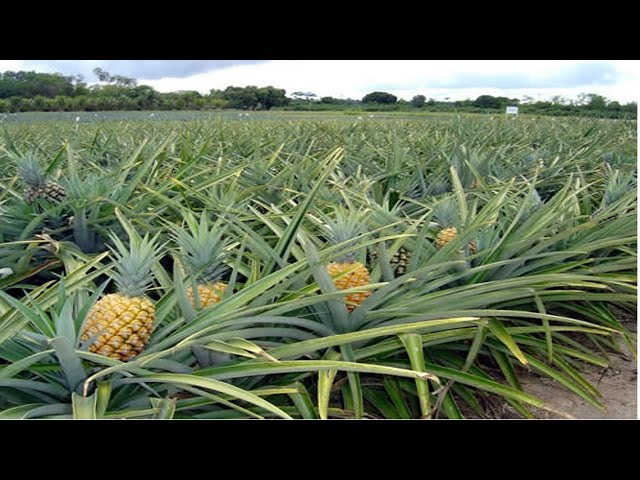 Produção de Abacaxi: Do Plantio à Colheita
