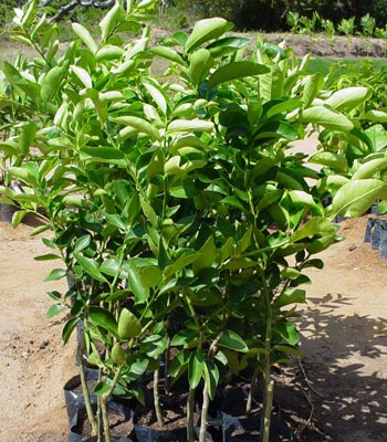 Como Plantar Laranja