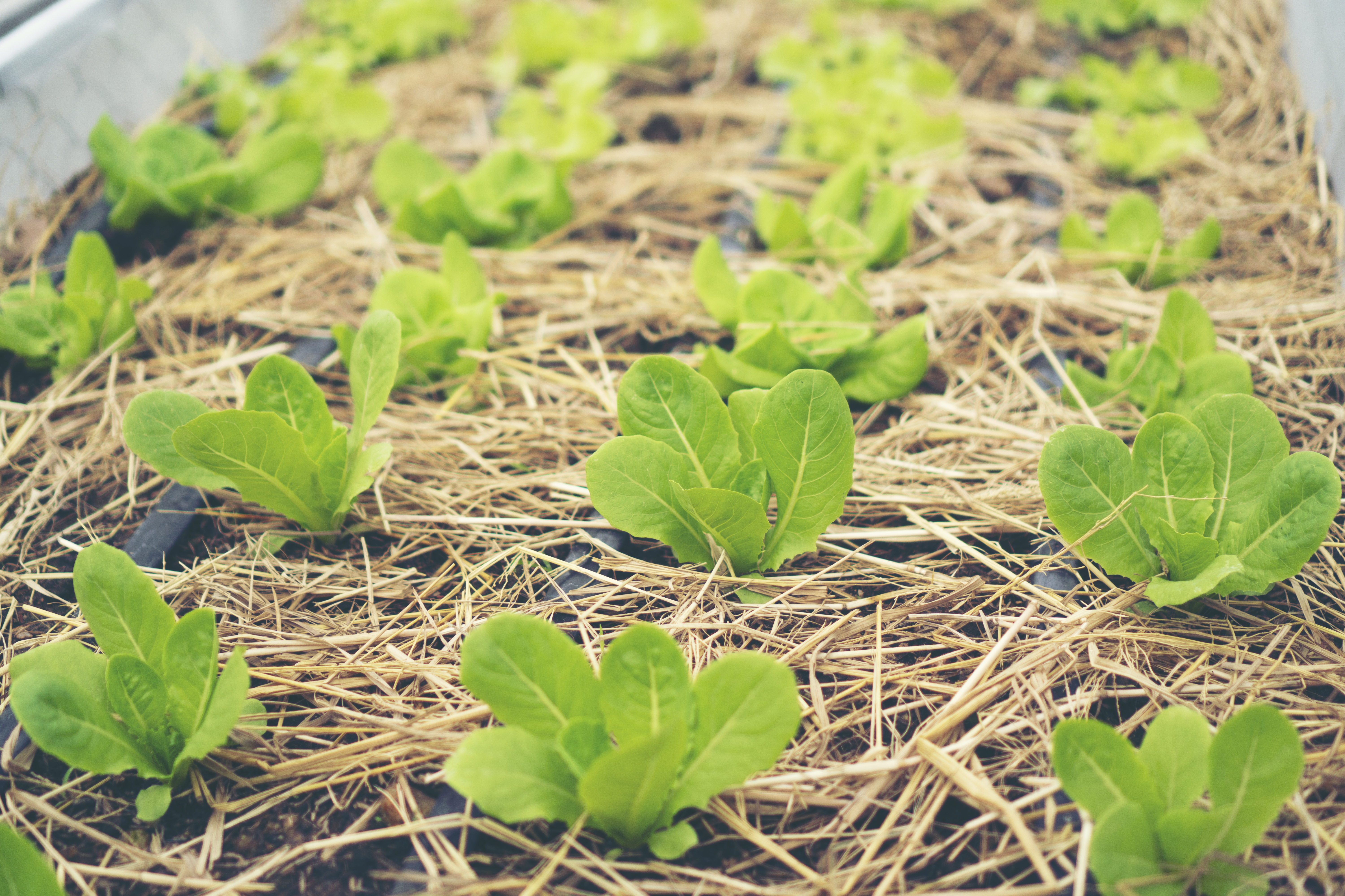 <strong>Produtividade de alface e rúcula, em sistema consorciado, sob adubação orgânica e mineral</strong>