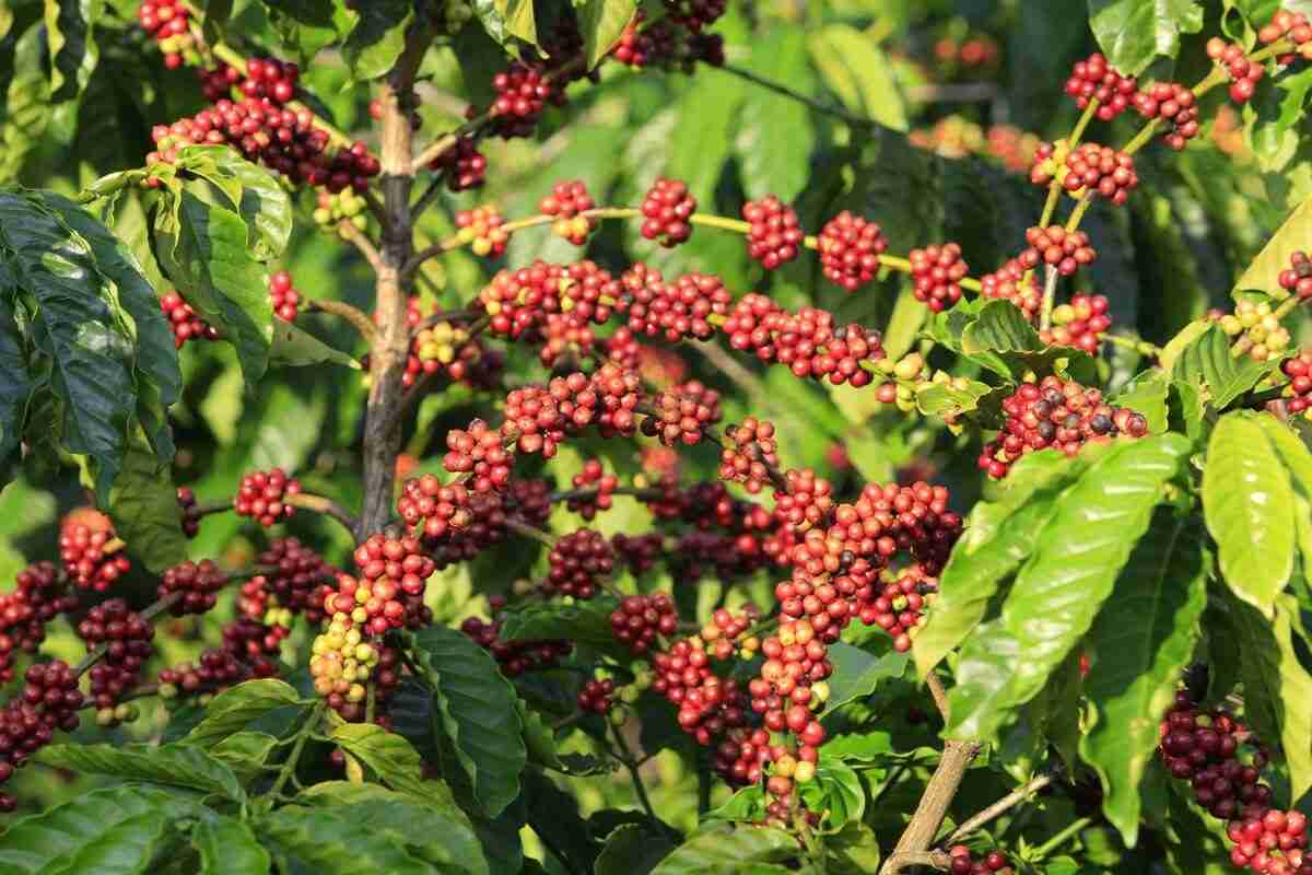 Relação Entre o Clima e Problemas Fitossanitários do Cafeeiro