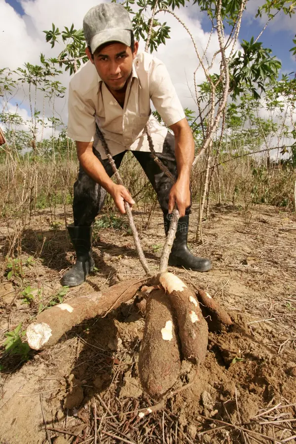 Tudo que Você Precisa Saber sobre Cultivo de Mandioca