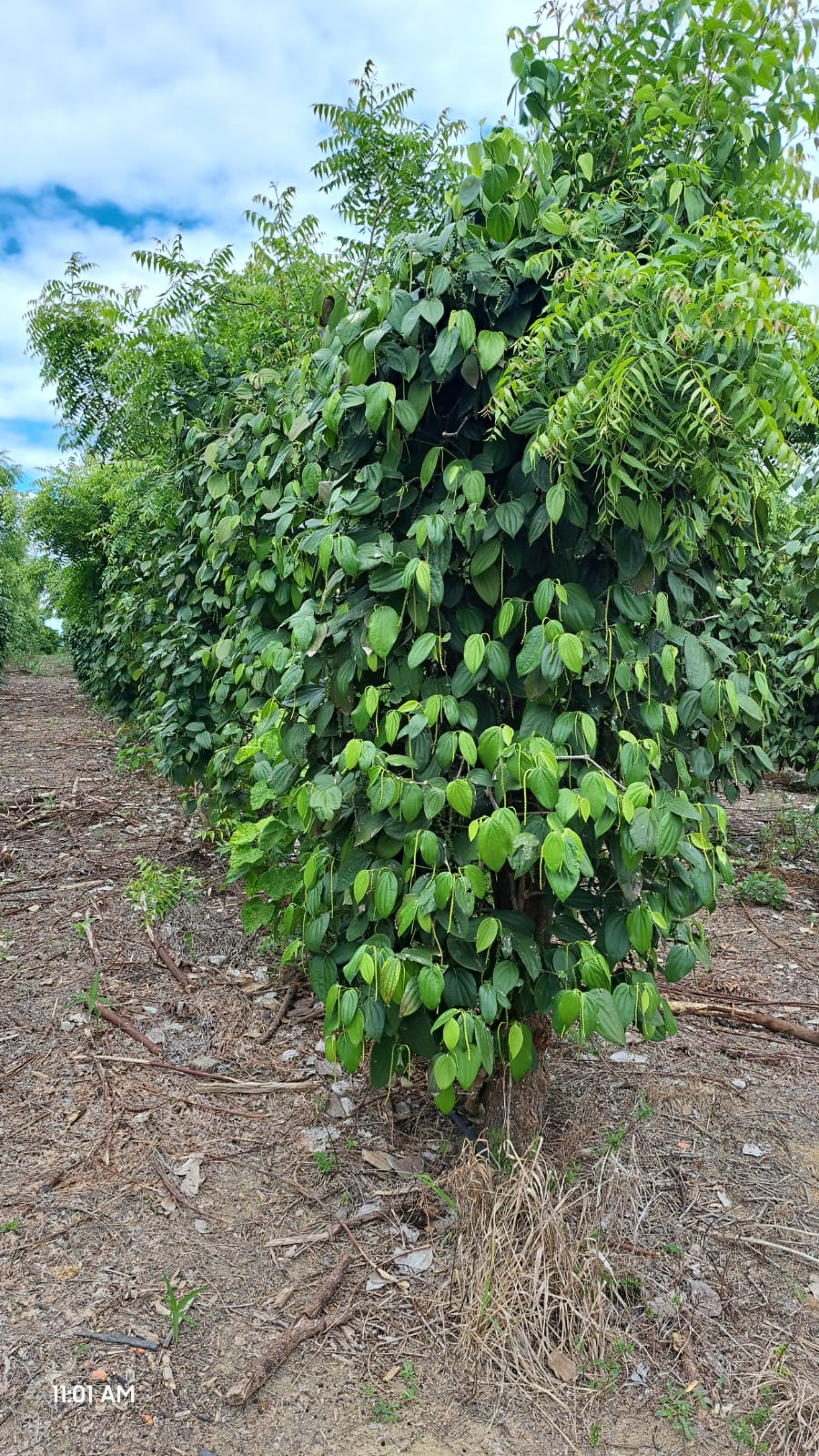 Uso de Tutor Vivo na Cultura da Pimenta-do-Reino