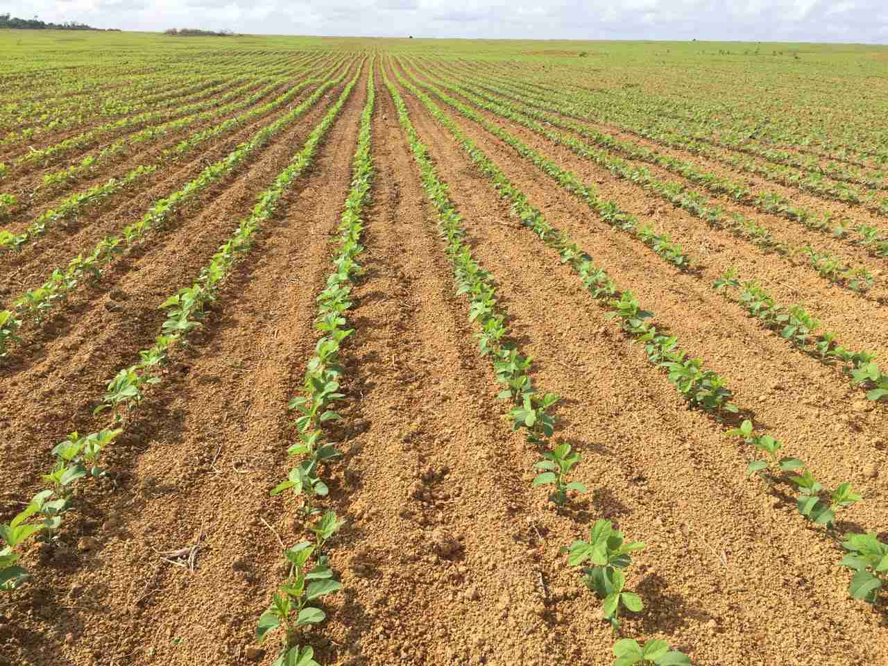 Plantio de Soja