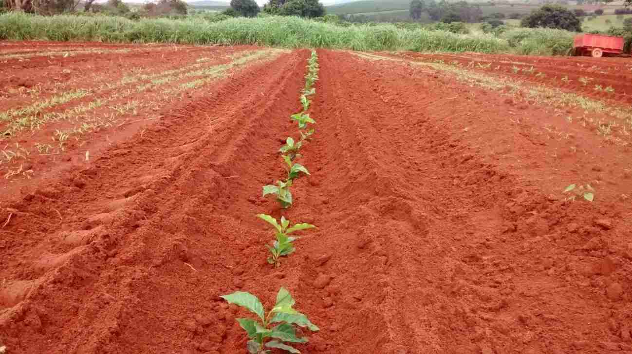Espaçamento para Plantio de Café Arábica