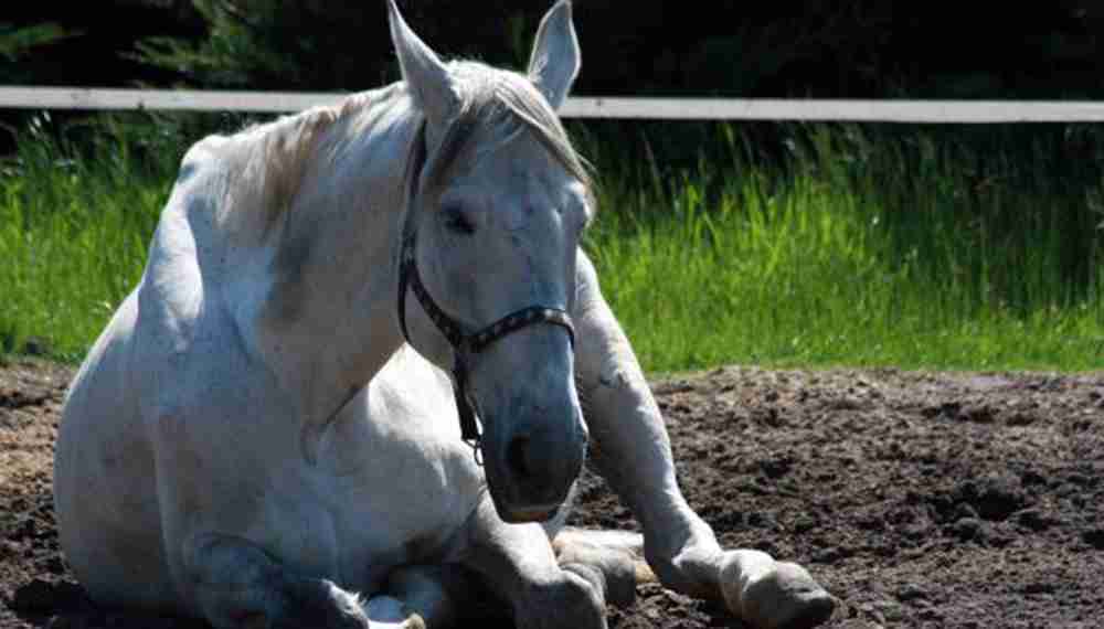 Anemia Infecciosa Equina