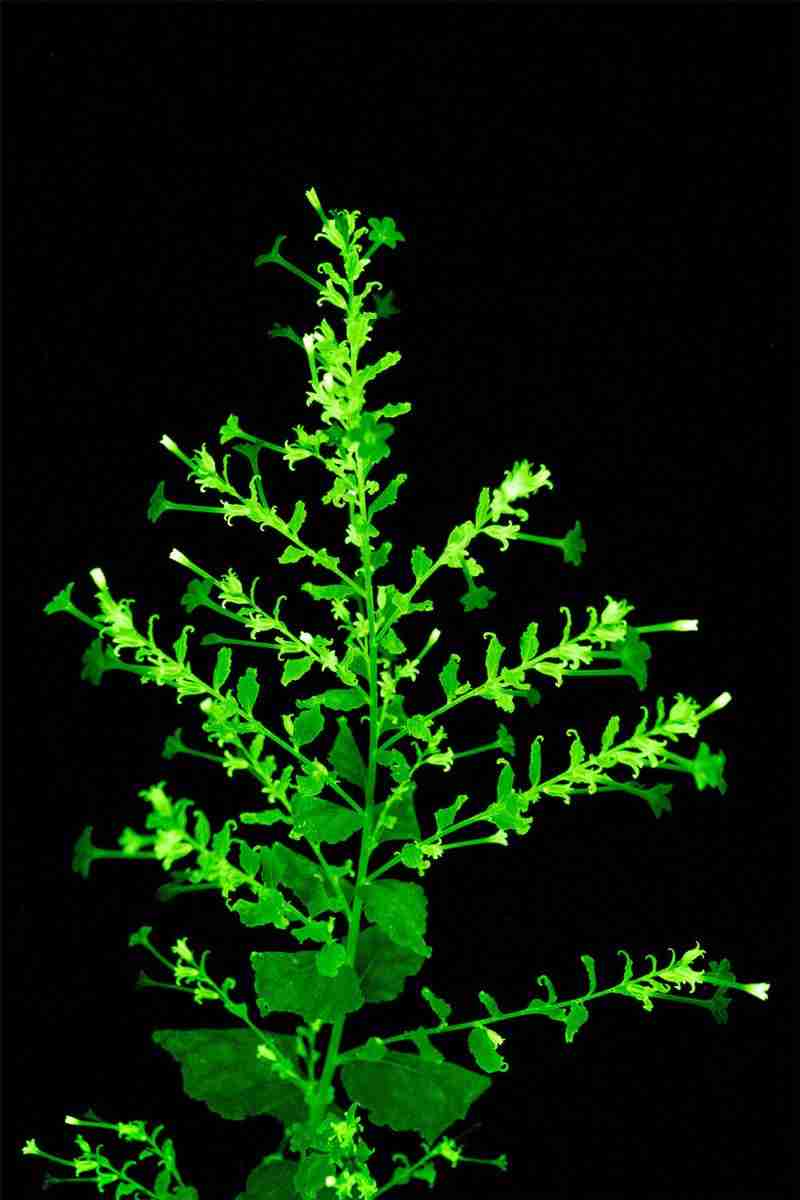 Como plantas que brilham no escuro são produzidas?