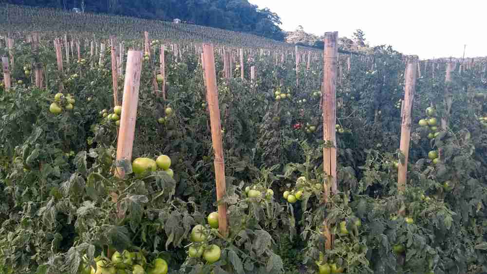 Métodos de Controle de Plantas Daninhas na Cultura do Tomate