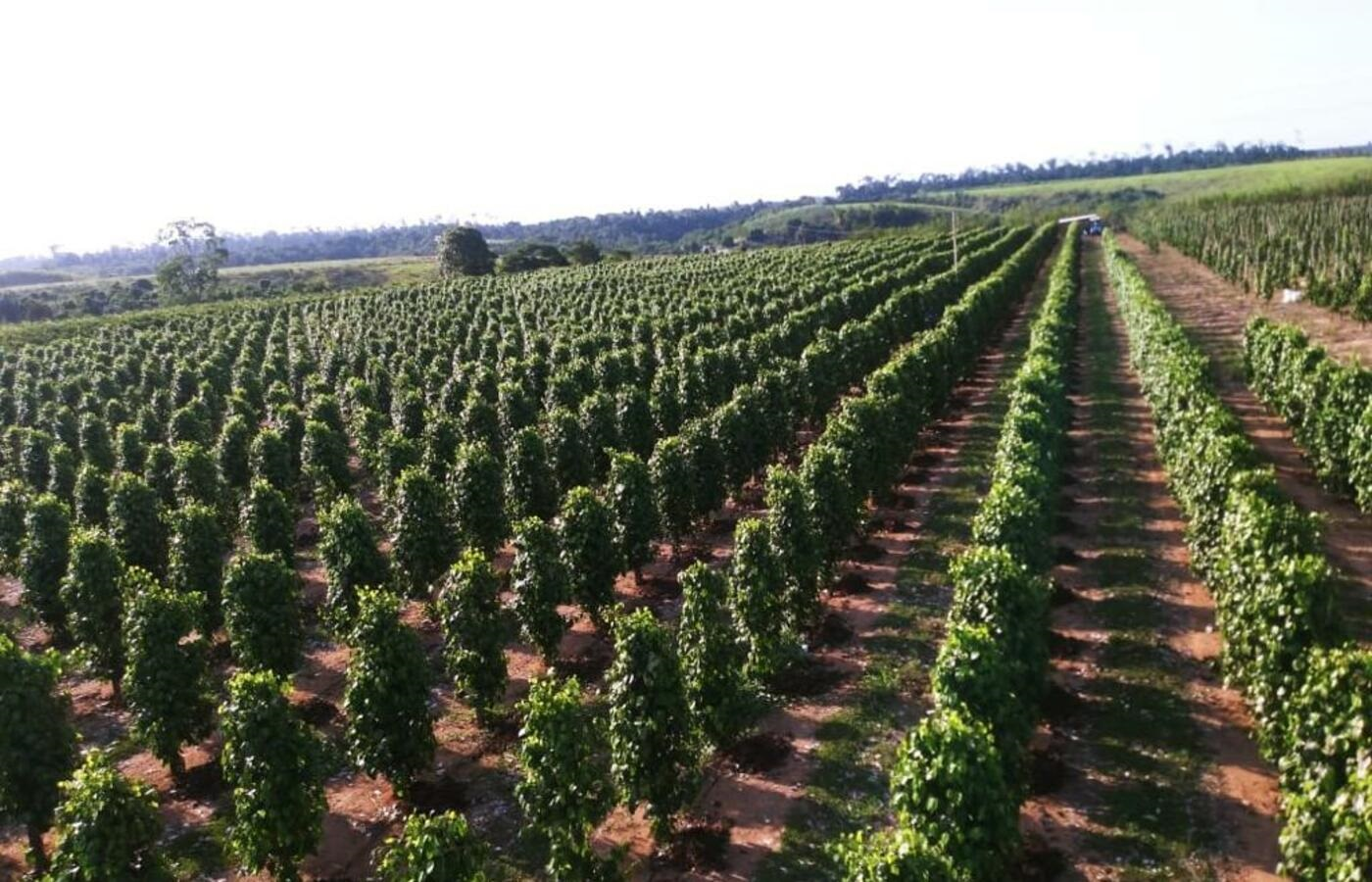 CONSÓRCIO DE PIMENTA-DO-REINO COM AS CULTURAS DE MILHO E FEIJÃO