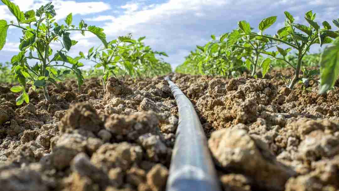 A Água para a Cultura do Tomate