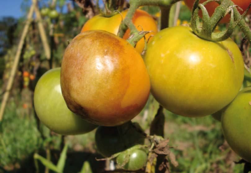 Requeima ou Mela do Tomateiro