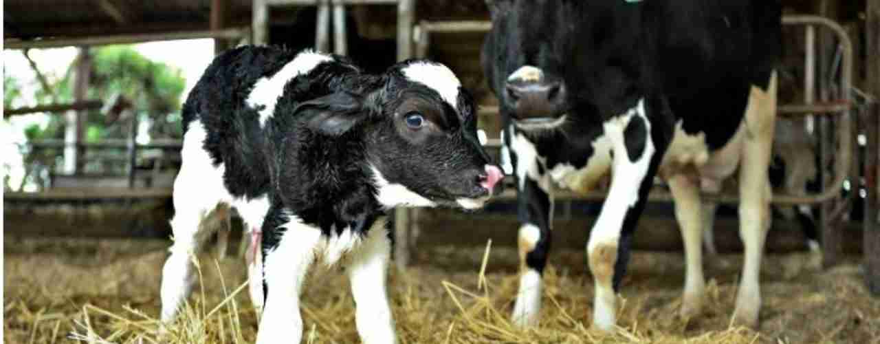 Bezerras: O Futuro Da Propriedade