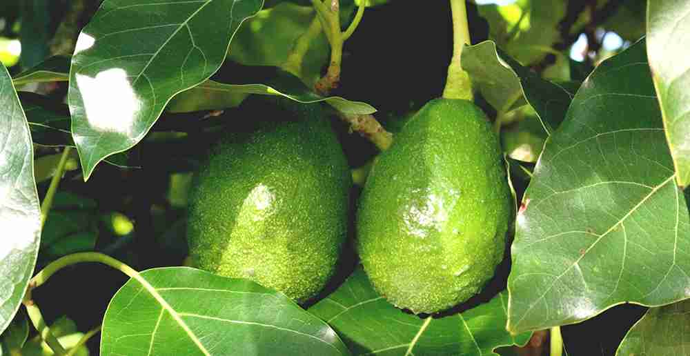 Adubação Inicial para o Abacate