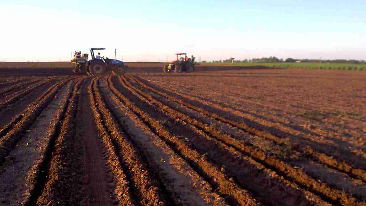 Preparo da Área para o Plantio de Mandioca