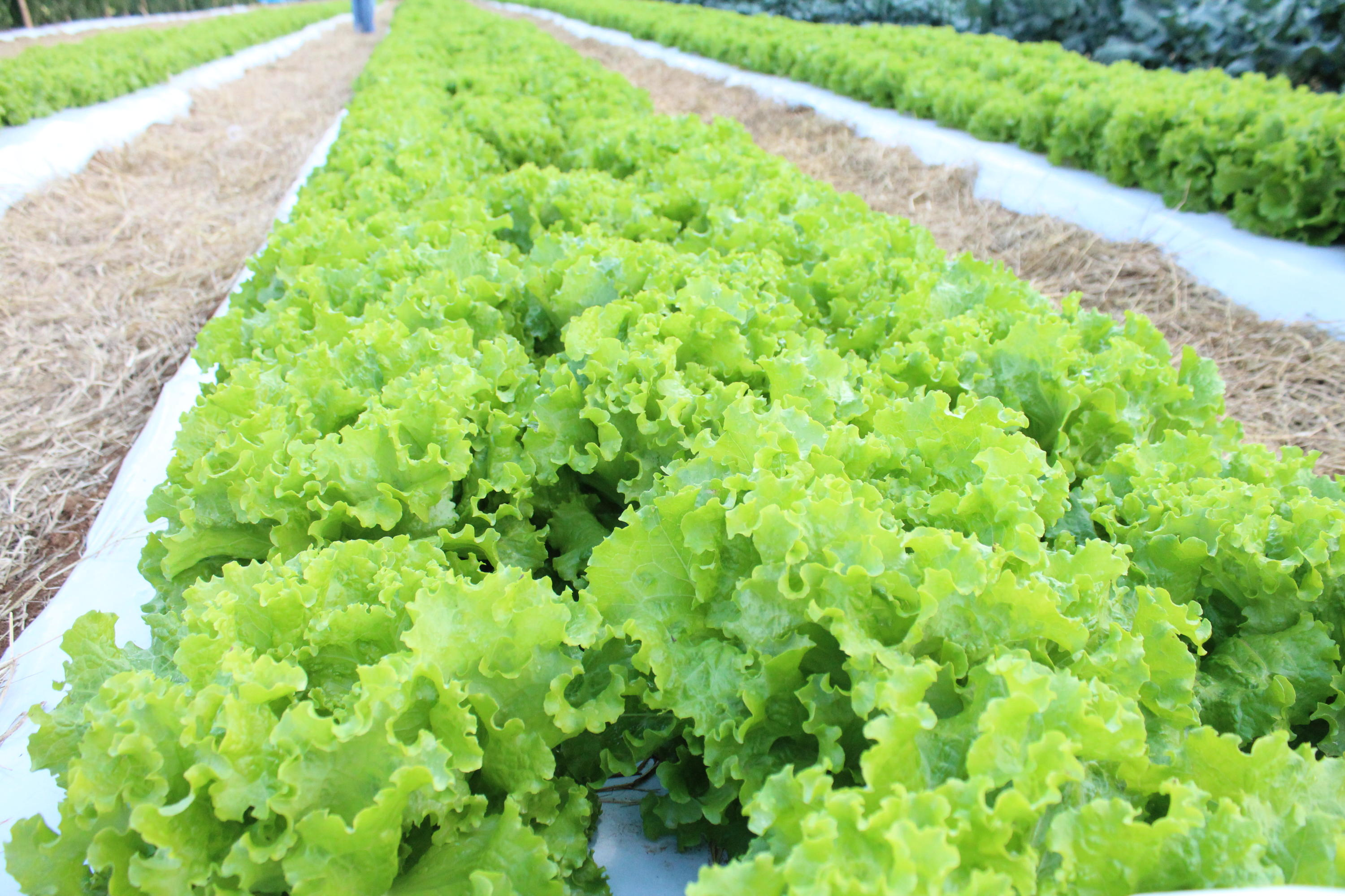 Calor extremo pode inviabilizar o cultivo de alface em campo aberto no Brasil até 2100