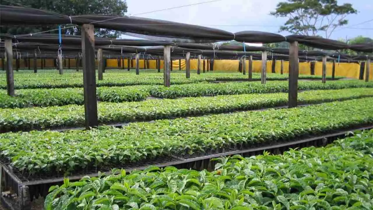 Viveiros para Produção de Mudas de Café Conilon