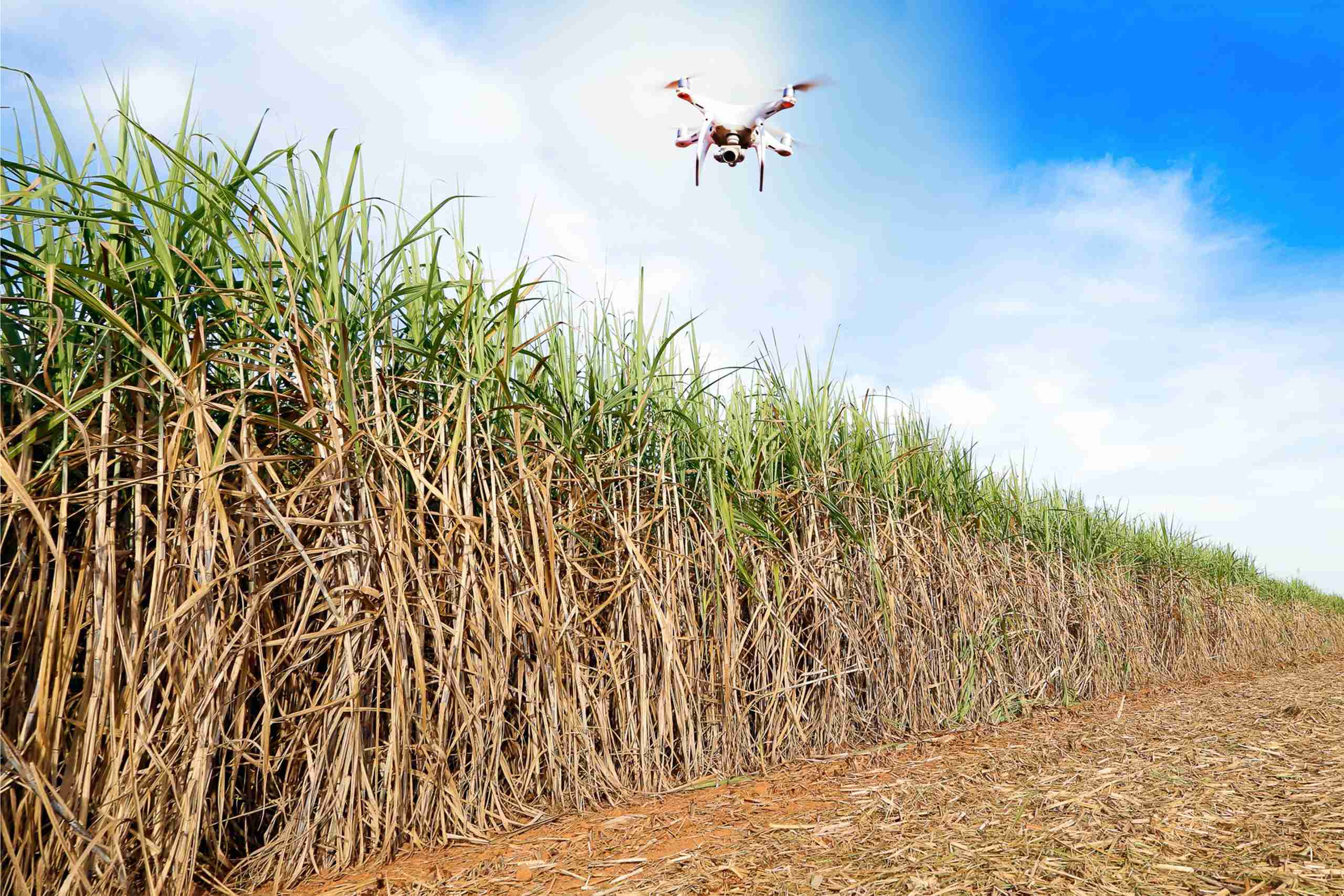 Sensoriamento Remoto Aplicado à Previsão e Monitoramento de Safras da Cana-de-açúcar