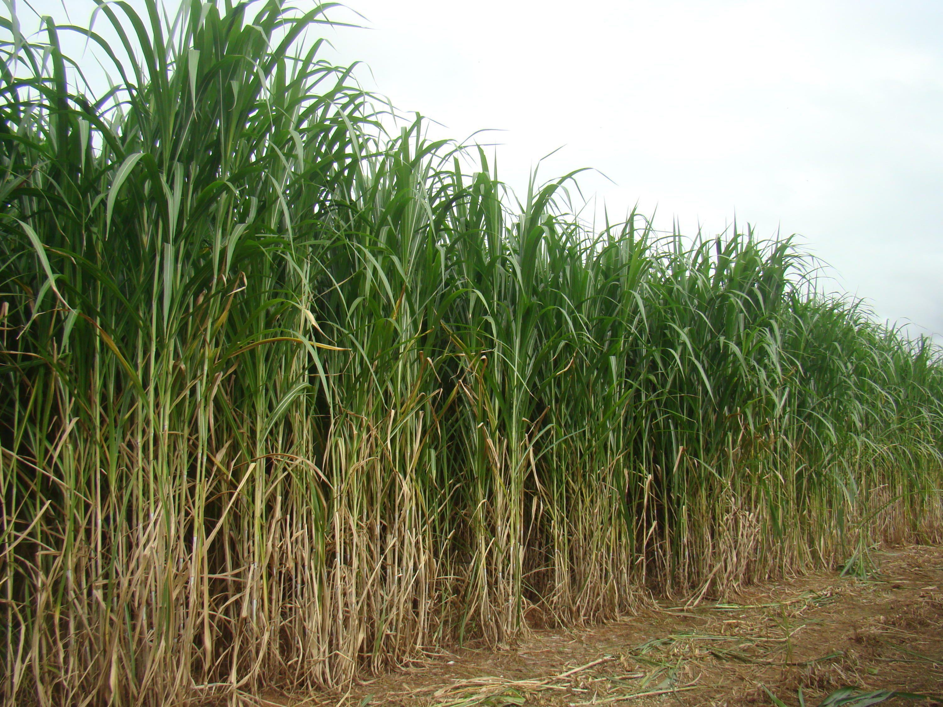 BRS Capiaçu: cultivar de capim-elefante de alto rendimento para produção de silagem