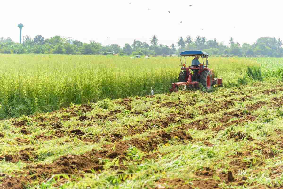 Efeitos da Adubação Verde nos Agroecosistemas