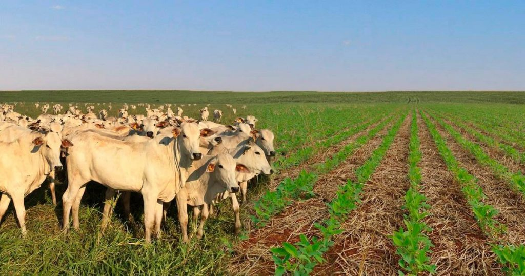 Agropastoril: Integração da Agricultura e Pecuária para Maior Produtividade