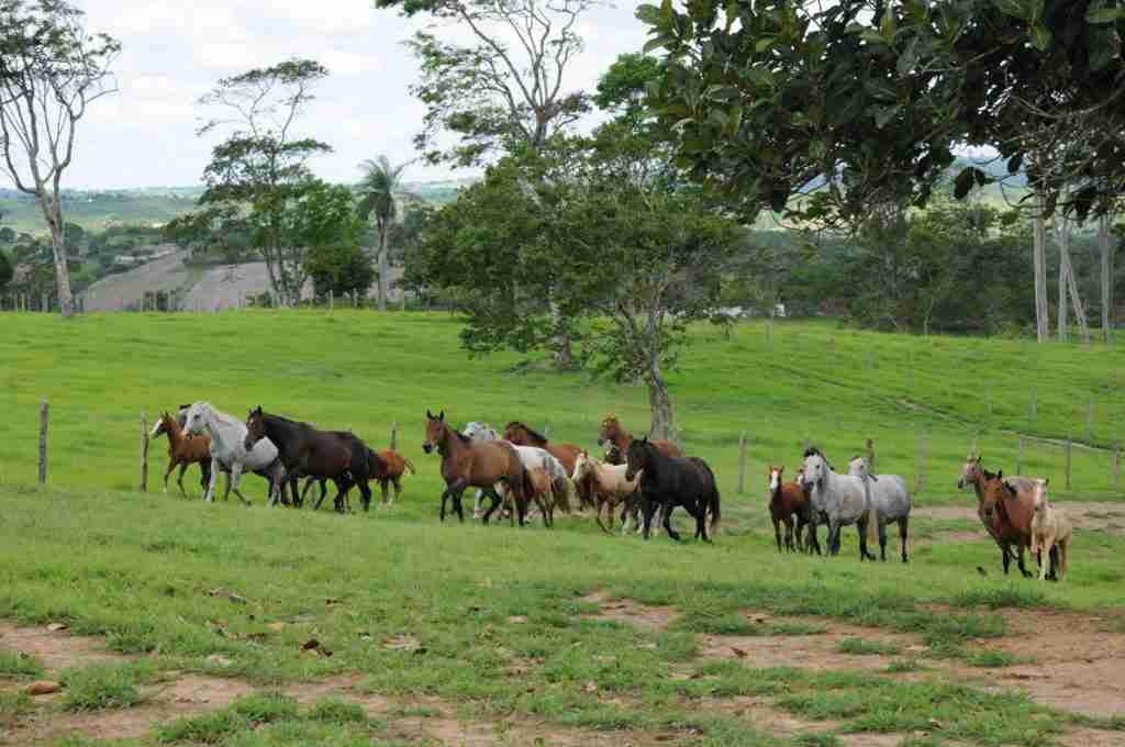 Manejo Geral em Reprodução de Equinos