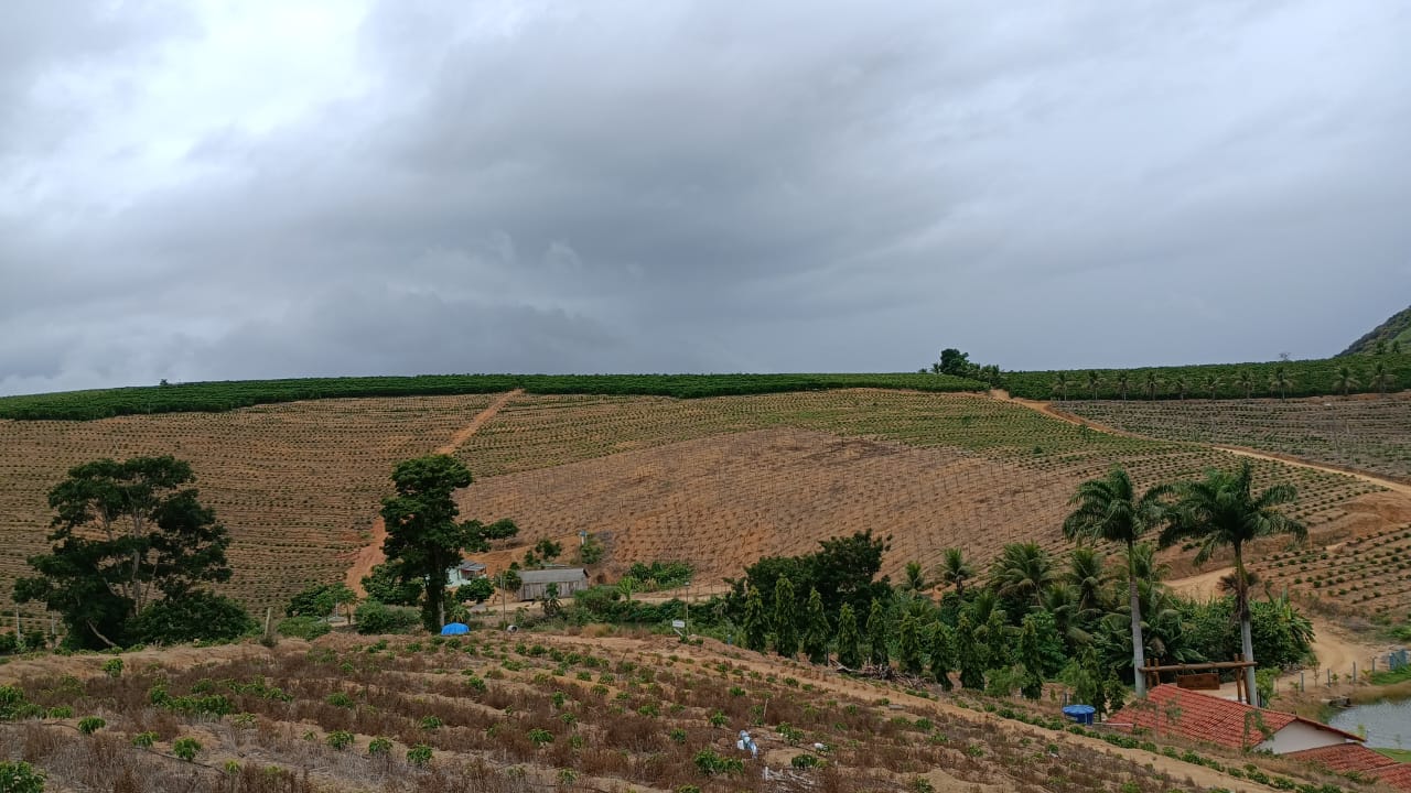 Adubação de Pós-Plantio, Cobertura e Formação do Cafeeiro Conilon