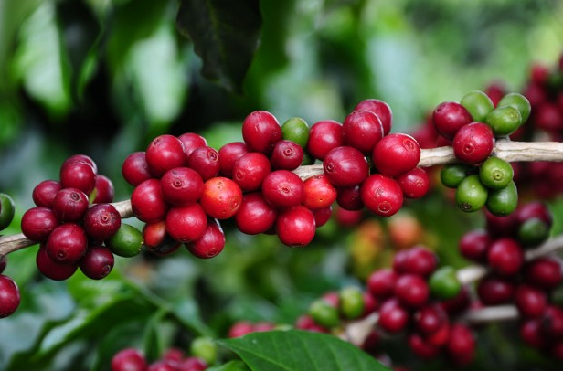 Aspectos Fisiológicos do Café Conilon