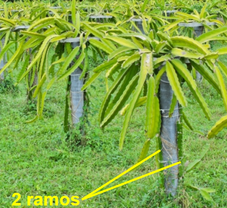 Guia de Produção de Pitaya