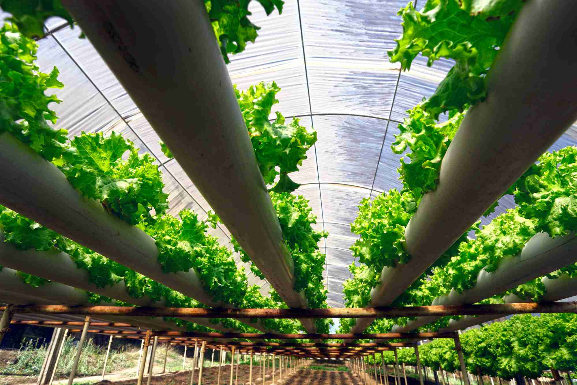 Definição e Composição da Solução Nutritiva para Produção Hidropônica