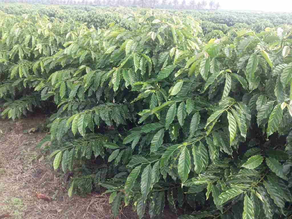 Monte Pascoal: Primeira Cultivar de café para Bahia