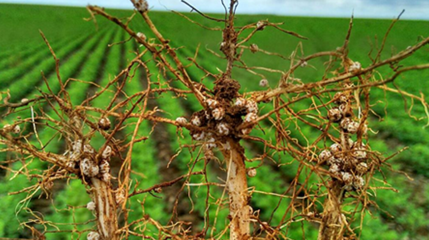 Pragas Que Atacam Raízes da Cultura da Soja