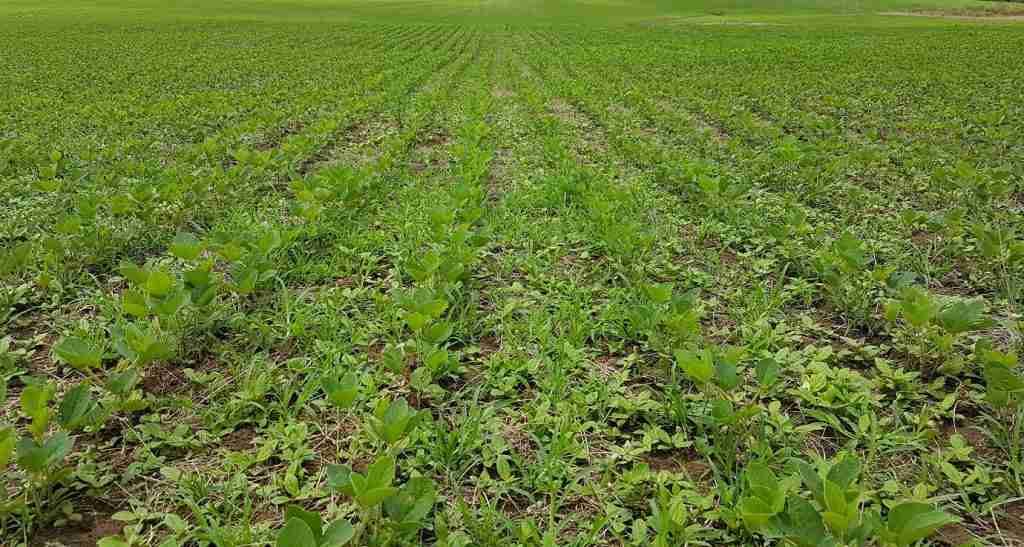 Manejo Integrado de Plantas Daninhas na Cultura da Soja