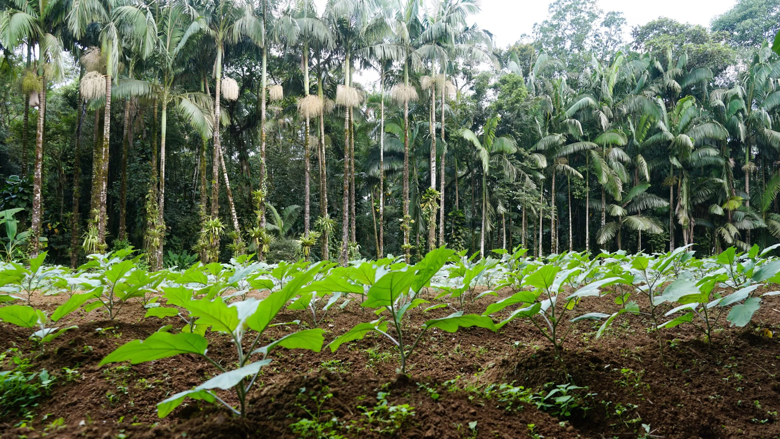 Bioinsumos no Agro: Opção para o Controle de Pragas e Doenças