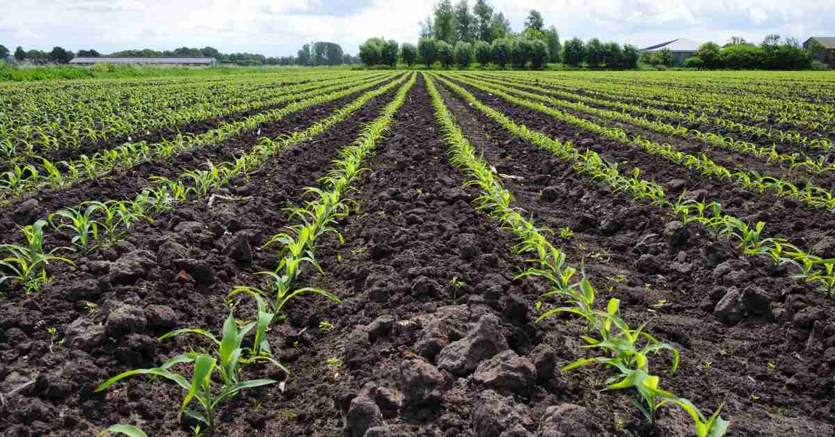 Sugestão de Adubação para o Milho: Plantio no Verão e Segunda Safra