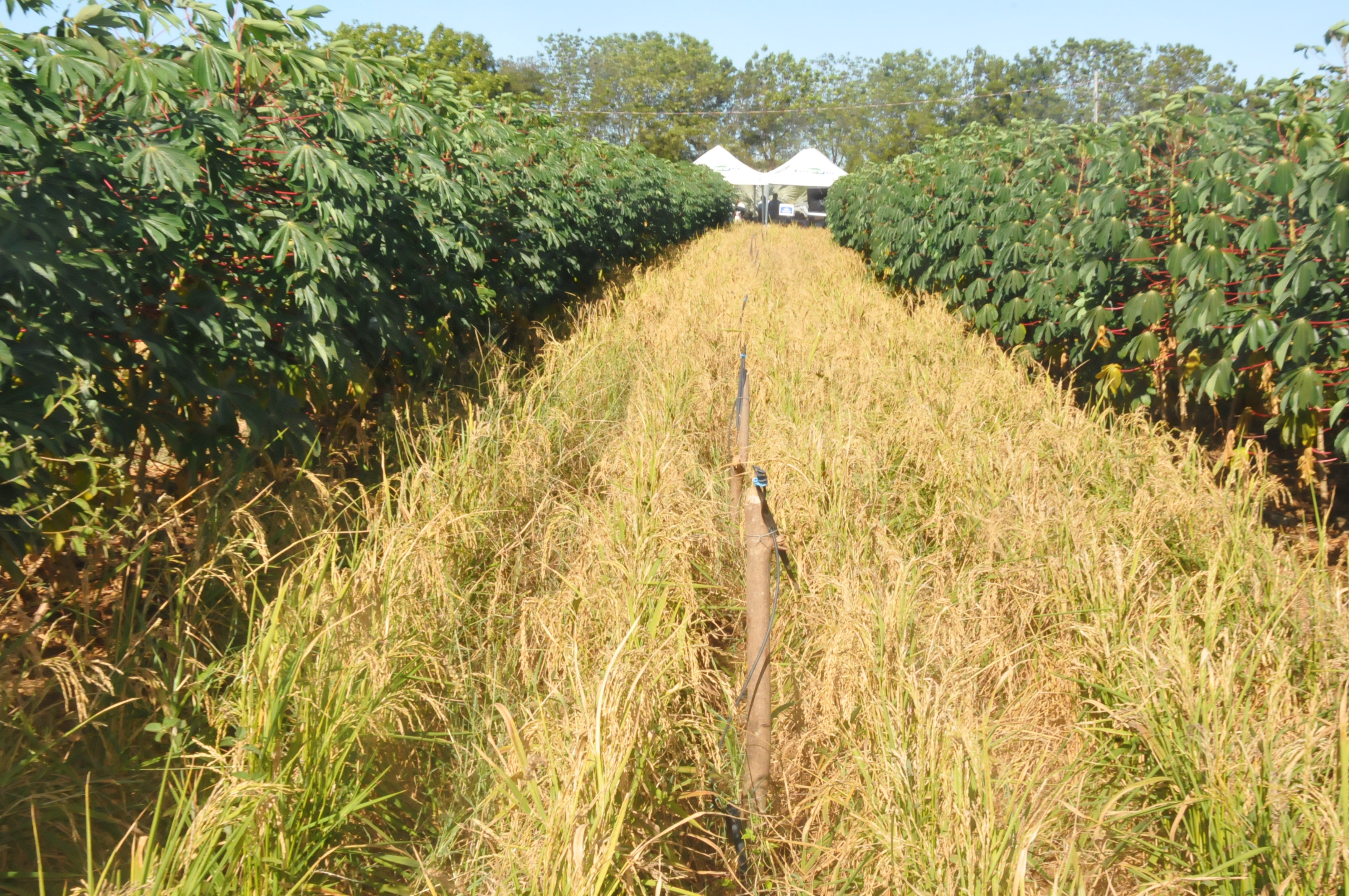 Produção Mecanizada de Mandioca e Alternativas de Consórcios