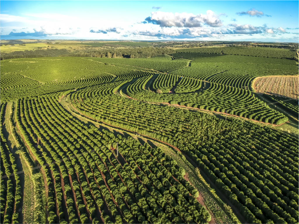 Morfologia do Café Arábica