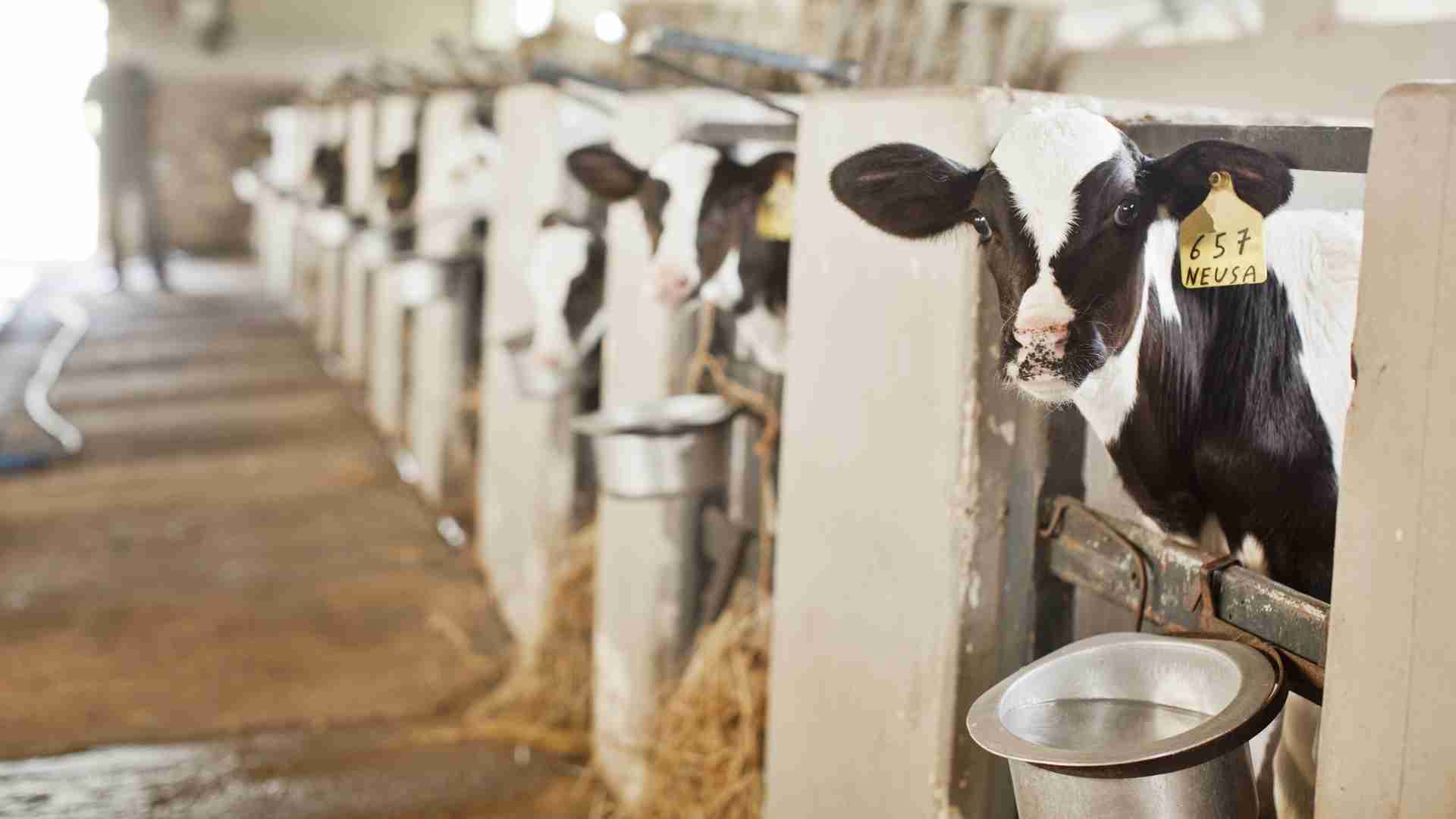 Alimentação de Bezerras Leiteiras