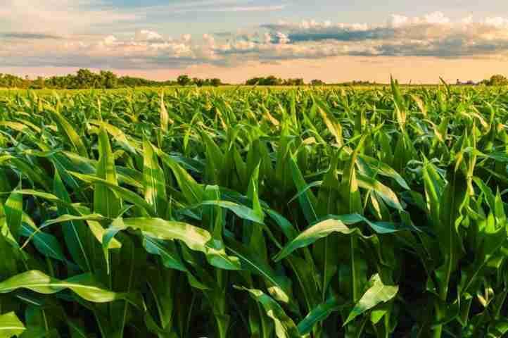 O Milho como Espécie C4