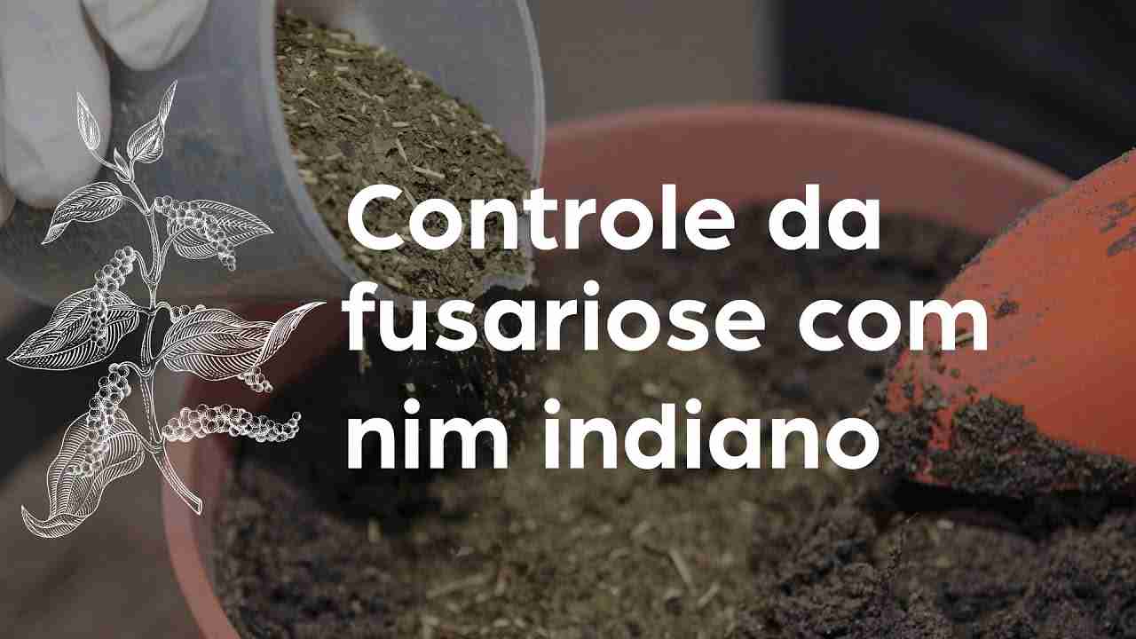 Controle de Fusariose com Nim Indiano