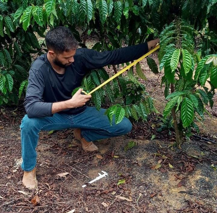 Pé de café: Como entender a morfologia para melhorar o cultivo