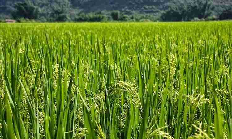 Cinética de absorção e frações nitrogenadas em arroz expressando o fator de transcrição OsDof261