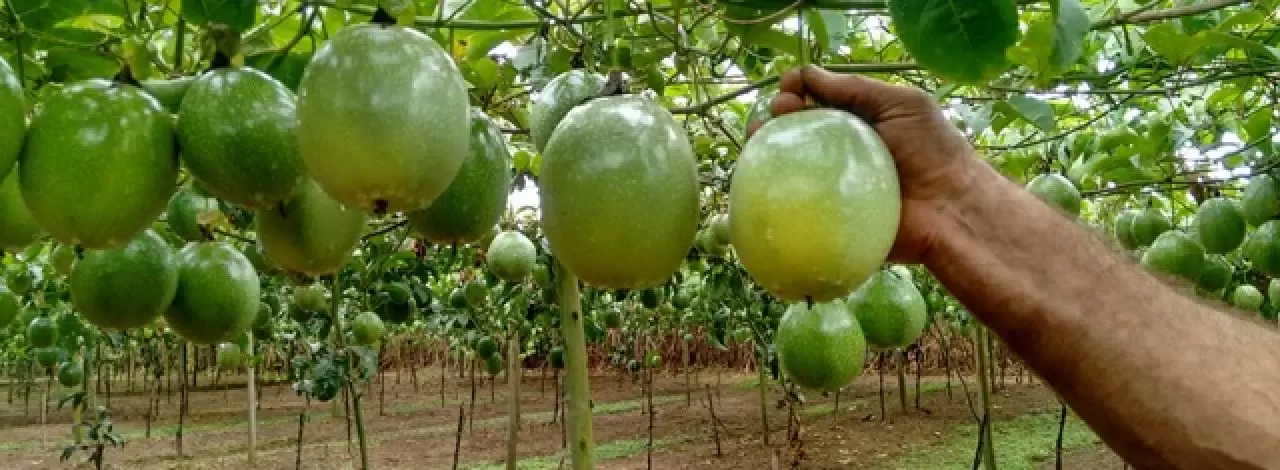 Descrições Morfoagronômicos do Maracujazeiro