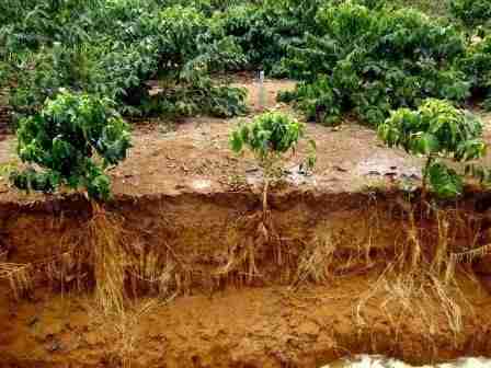 Sistema Radicular do Cafeeiro