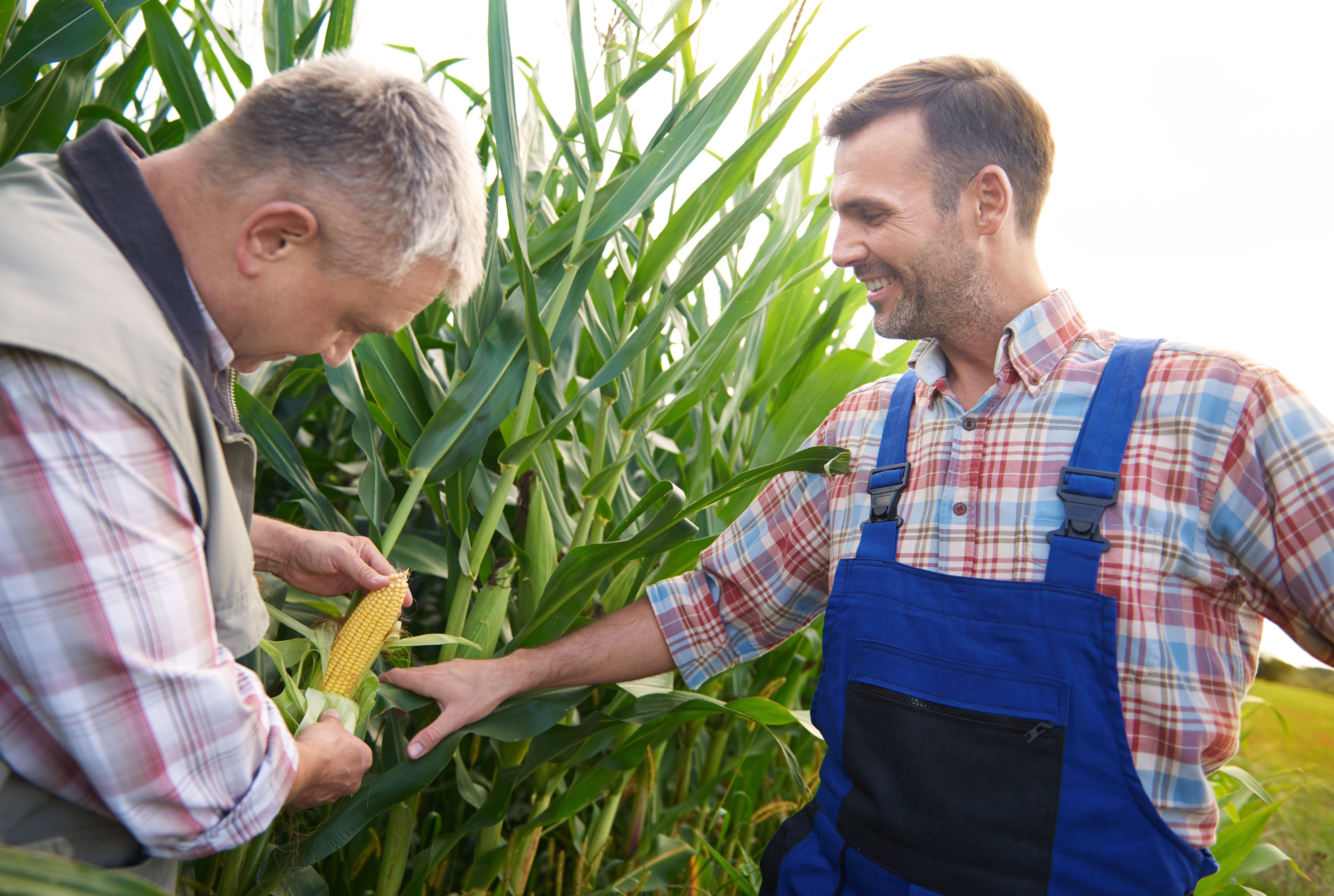 Como o crédito rural contribui para o aumento da produção agrícola