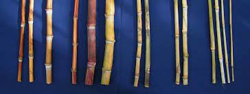 Características das Principais Espécies de Cana-de-Açúcar