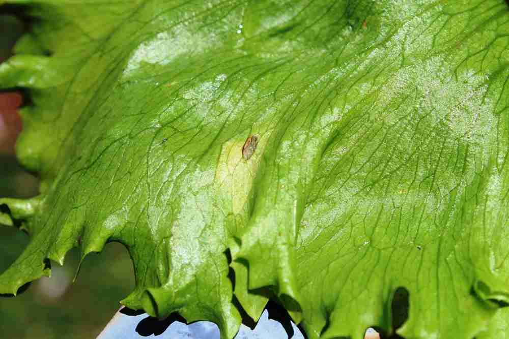 Doenças no Alface Causadas por Fungos